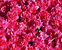 Tapeta Nature Flowers 499.jpg